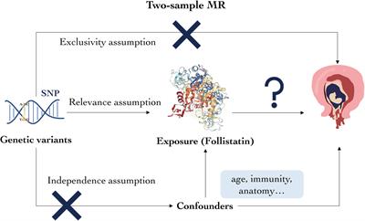 Low follistatin level is a causal risk factor for spontaneous abortion: a two-sample mendelian randomization study